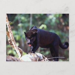 Cartão Postal Jaguar, fase negra (Panthera onca)