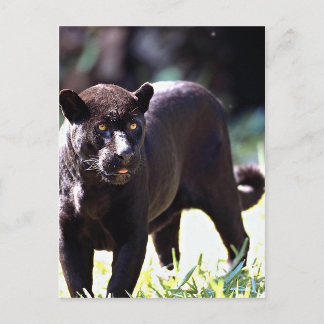 Cartão Postal Jaguar, fase negra (Panthera onca) (Frente)
