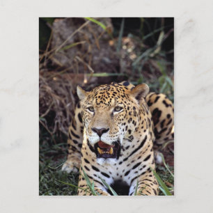 Cartão Postal Jaguar (Panthera onca)