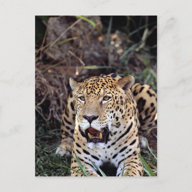 Cartão Postal Jaguar (Panthera onca) (Frente)