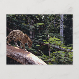Cartão Postal Jaguar (Panthera onca) na árvore