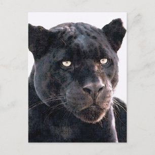 Cartão Postal Jaguar Preto