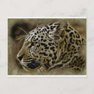 Cartão Postal Jaguar Wild Cat Localiza Destino Safari Africano