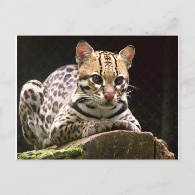 Cartão Postal Jaguatirica (Frente)