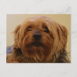Cartão Postal Jake O Yorkshire Terrier