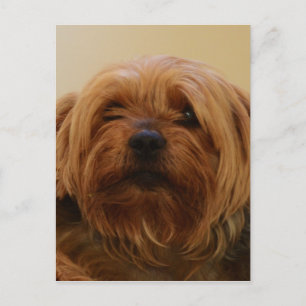 Cartão Postal Jake The Yorkie Terrier