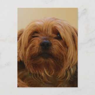 Cartão Postal Jake The Yorkie Terrier