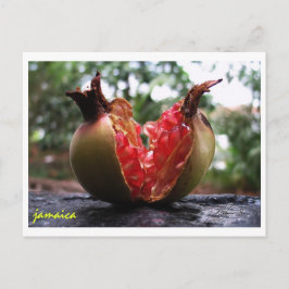 Cartão Postal Jamaica Pomegranate