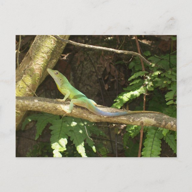 Cartão Postal Jamaican Green Lizard (Frente)