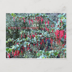 CARTÃO POSTAL JANEIRO ADORÁVEL!