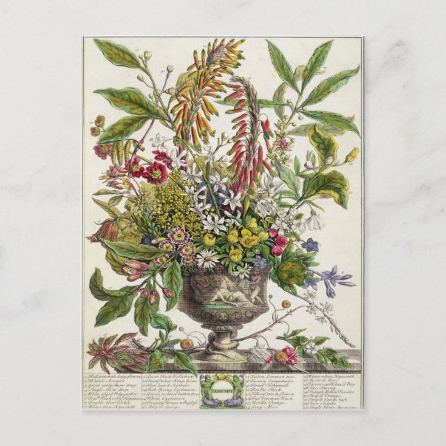 Cartão Postal Janeiro, do ` doze meses das flores (Frente)