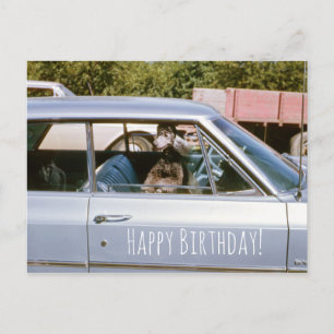 Cartão Postal Janela de saída do cachorro-da-flor-branca-negra