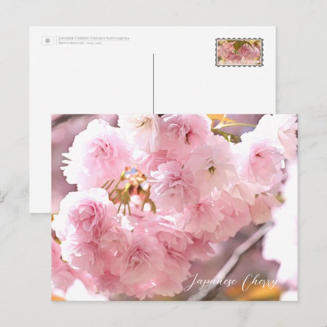 Cartão Postal Japanese Cherry (Frente/Verso)