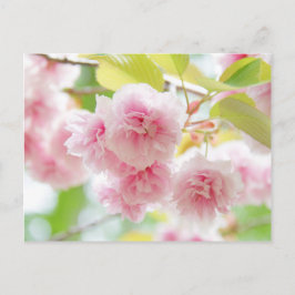 Cartão Postal Japanese cherry blossoms