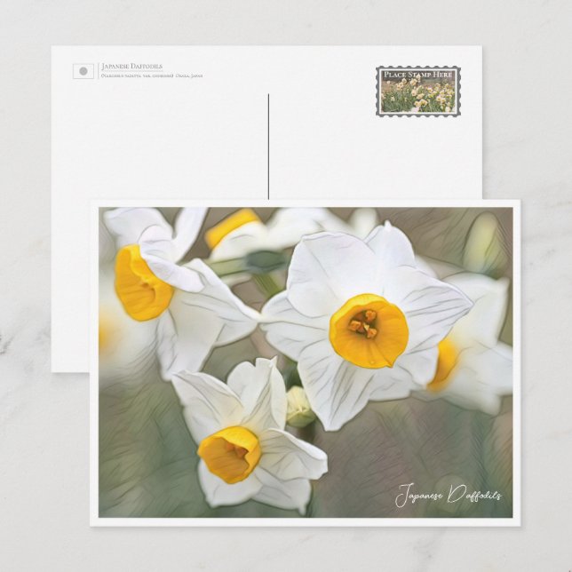 Cartão Postal Japanese Daffodils (Frente/Verso)