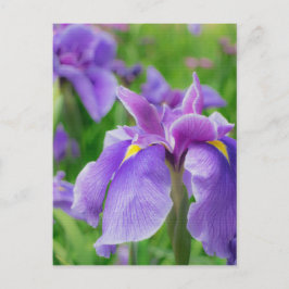 Cartão Postal Japanese iris