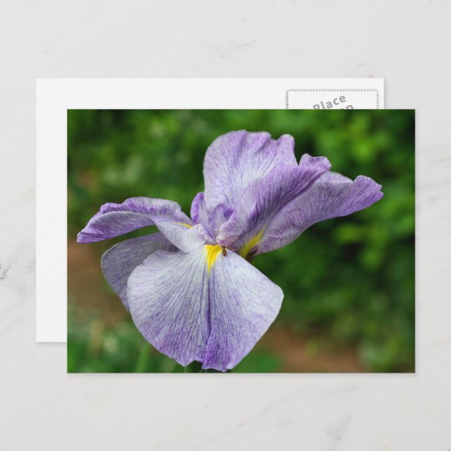 Cartão Postal Japanese Iris Unfolding Flower Photography (Frente/Verso)