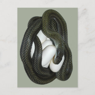 Cartão Postal Japanese Rat Snake, beautifull and caring mother!