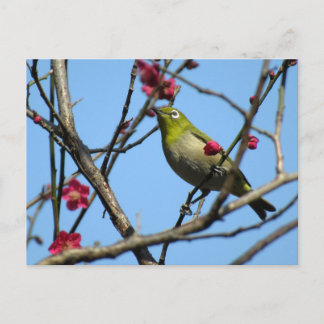 Cartão Postal Japanese white-eye: Japan