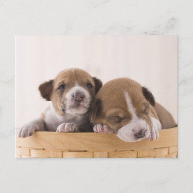 Cartão Postal Japão (Frente)