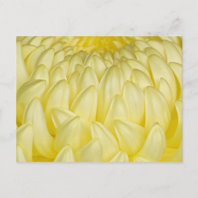 Cartão Postal Japão, Mie, Ise Shrine, Chrysanthemum (Frente)