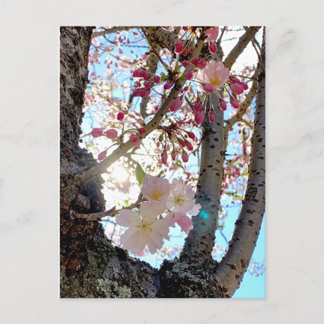 Cartão postal japonês 日 本 桜 (思 川 桜) (Frente)