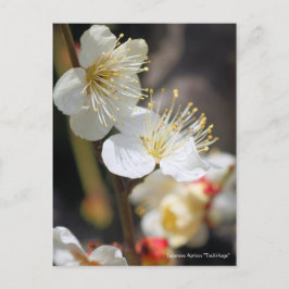 Cartão Postal Japonês Apricot "Tsuki-kage" [Cartão-postal]