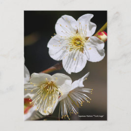 Cartão Postal Japonês Apricot "Tsuki-kage" [Cartão-postal]