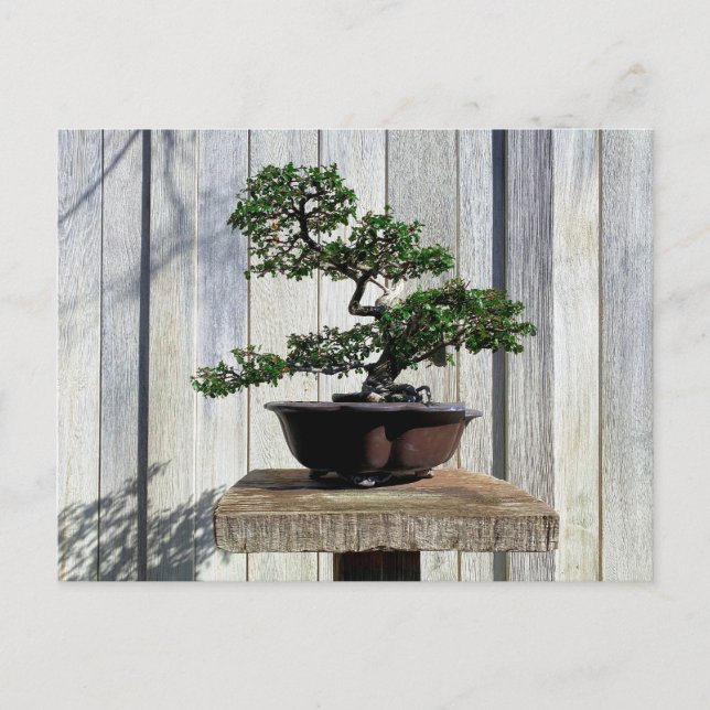 Cartão Postal Japonês Bonsai (Frente)