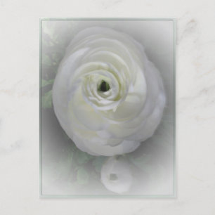 Cartão Postal Japonês Camelia