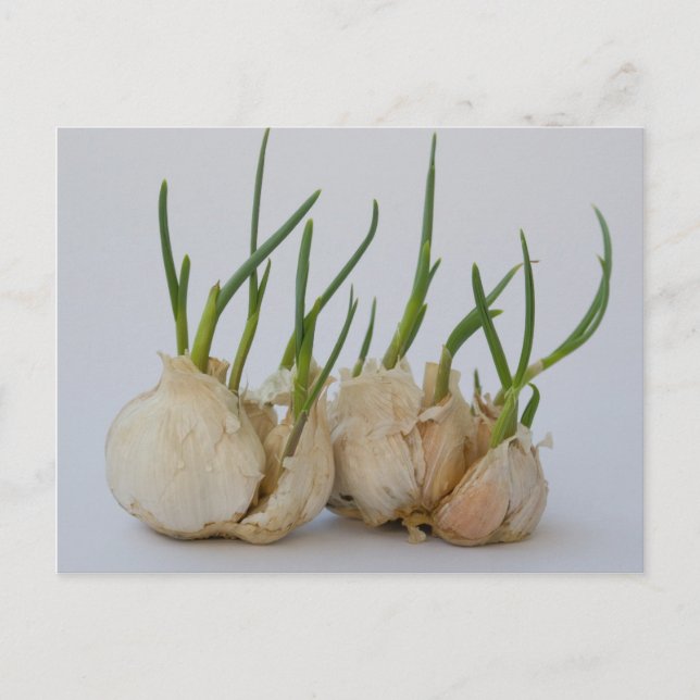 Cartão Postal jardim (Frente)