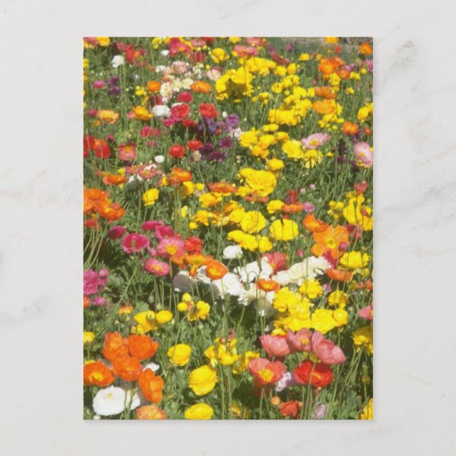 Cartão Postal Jardim (Frente)