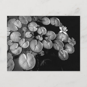 Cartão Postal Jardim aquático,postais