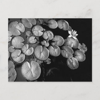 Cartão Postal Jardim aquático,postais