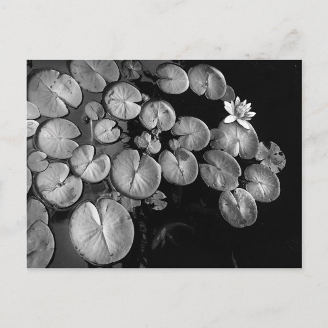 Cartão Postal Jardim aquático,postais (Frente)