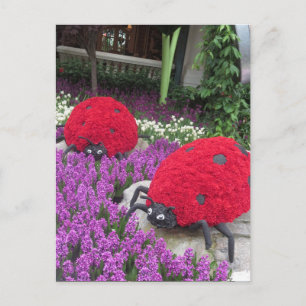 Cartão Postal Jardim Borboleta Las Vegas Flor Ladybug ÚNICO G