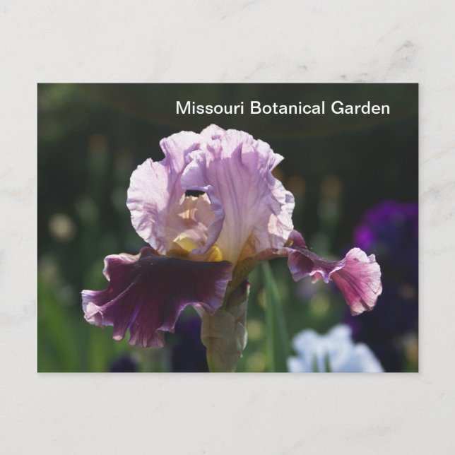 Cartão Postal Jardim Botânico de Missouri-Iris (Frente)