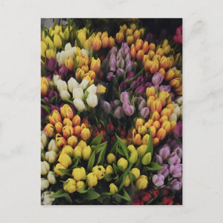 Cartão Postal Jardim da Flor das Tulipas Coloridas em Sangue, Na
