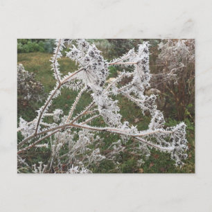 Cartão Postal Jardim da Manhã Frosty