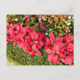 Cartão Postal Jardim da Poinsettia