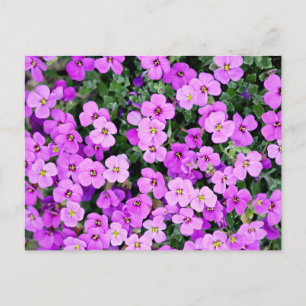 Cartão Postal Jardim das Flores Roxas