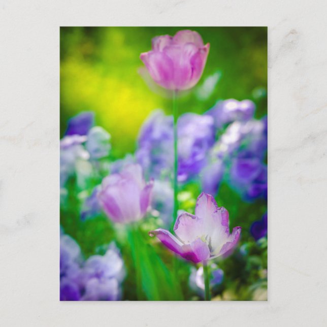 Cartão Postal Jardim das Tulipas, Giverny, França (Frente)