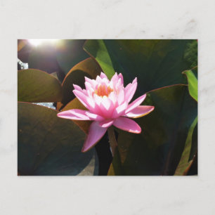 Cartão Postal Jardim de Água Floral Rosa-Rosa Solha