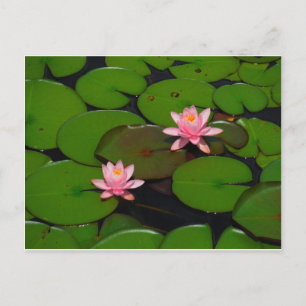 Cartão Postal Jardim de flores de lírios, de lágrimas, de lót