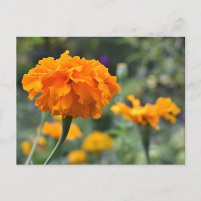 Cartão Postal Jardim de Fotografia da Flor Laranja Marigold (Frente)