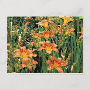 Cartão Postal Jardim de Hemerocallis / Fotografia de Flores de L