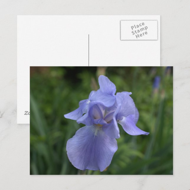 Cartão Postal Jardim de Íris de Periwinkle Bonito (Frente/Verso)