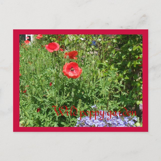 Cartão Postal Jardim de papoila (Frente)