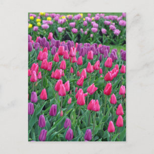 Cartão Postal Jardim de primavera de tulipas rosa e roxa