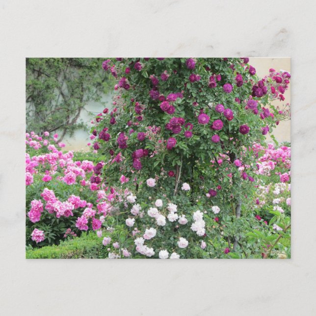 Cartão Postal Jardim de Rosas (Frente)